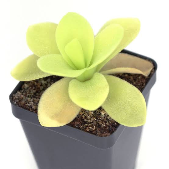 Butterwort - Pinguicula Weser x emarginata