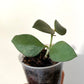 Hoya Nummularioides