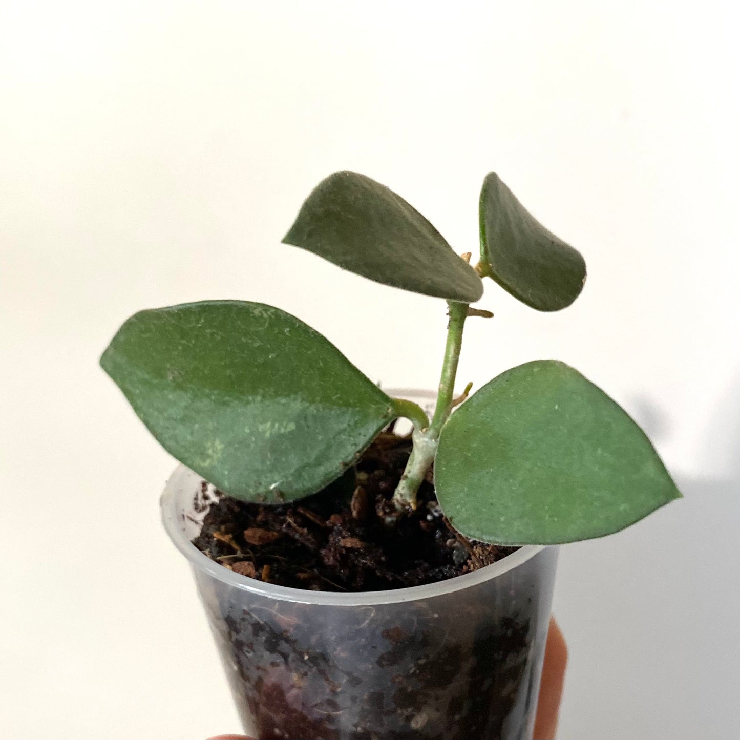 Hoya Nummularioides