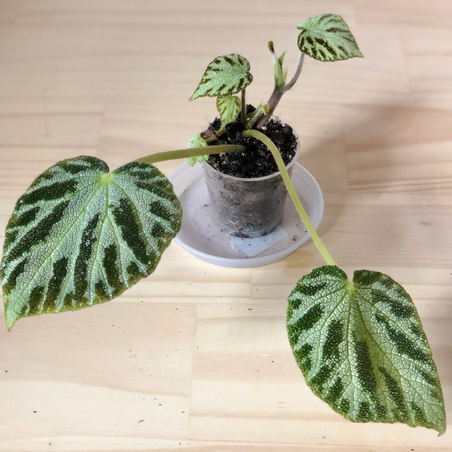 Begonia Imperialis