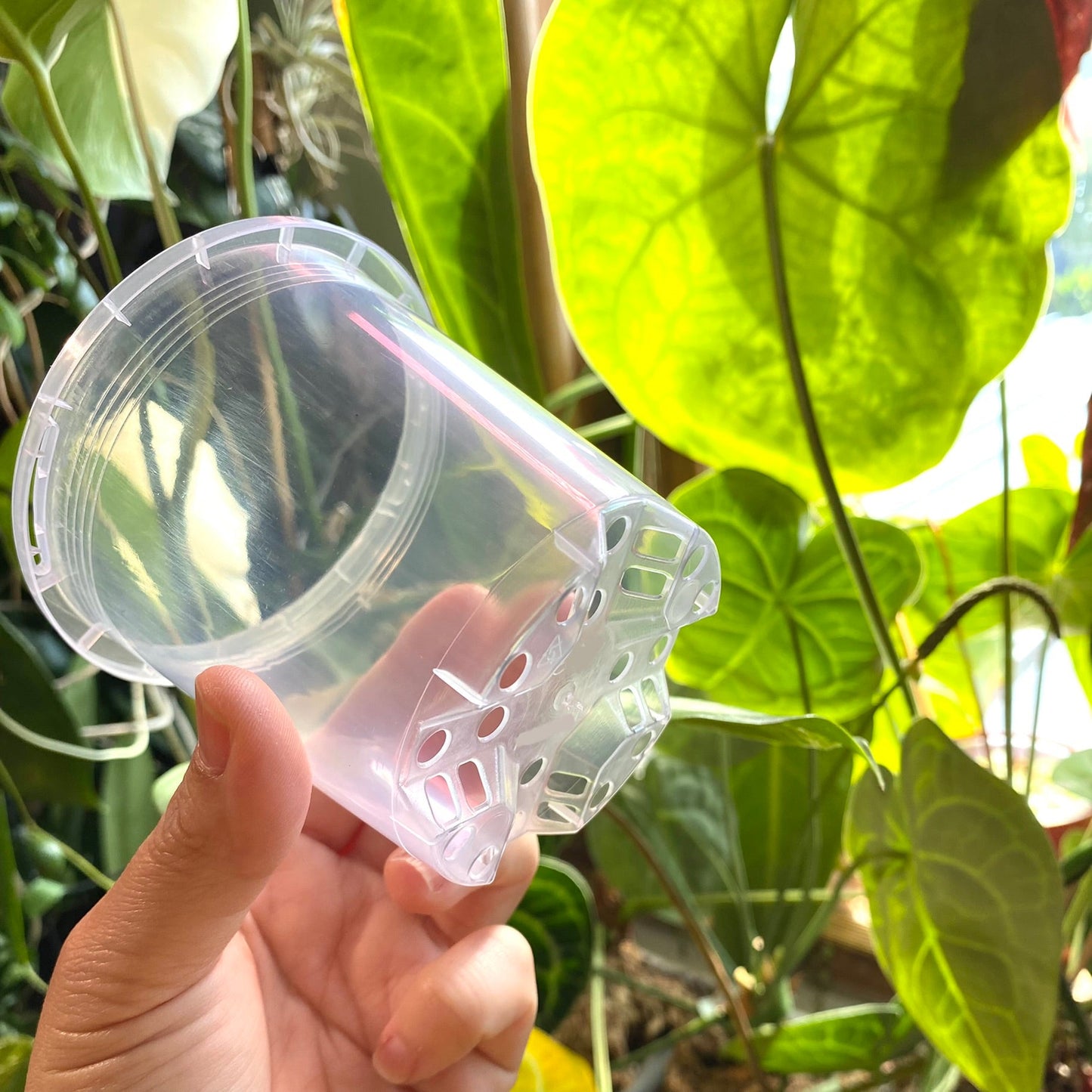 7cm Translucent nursery pots (In stock now!)