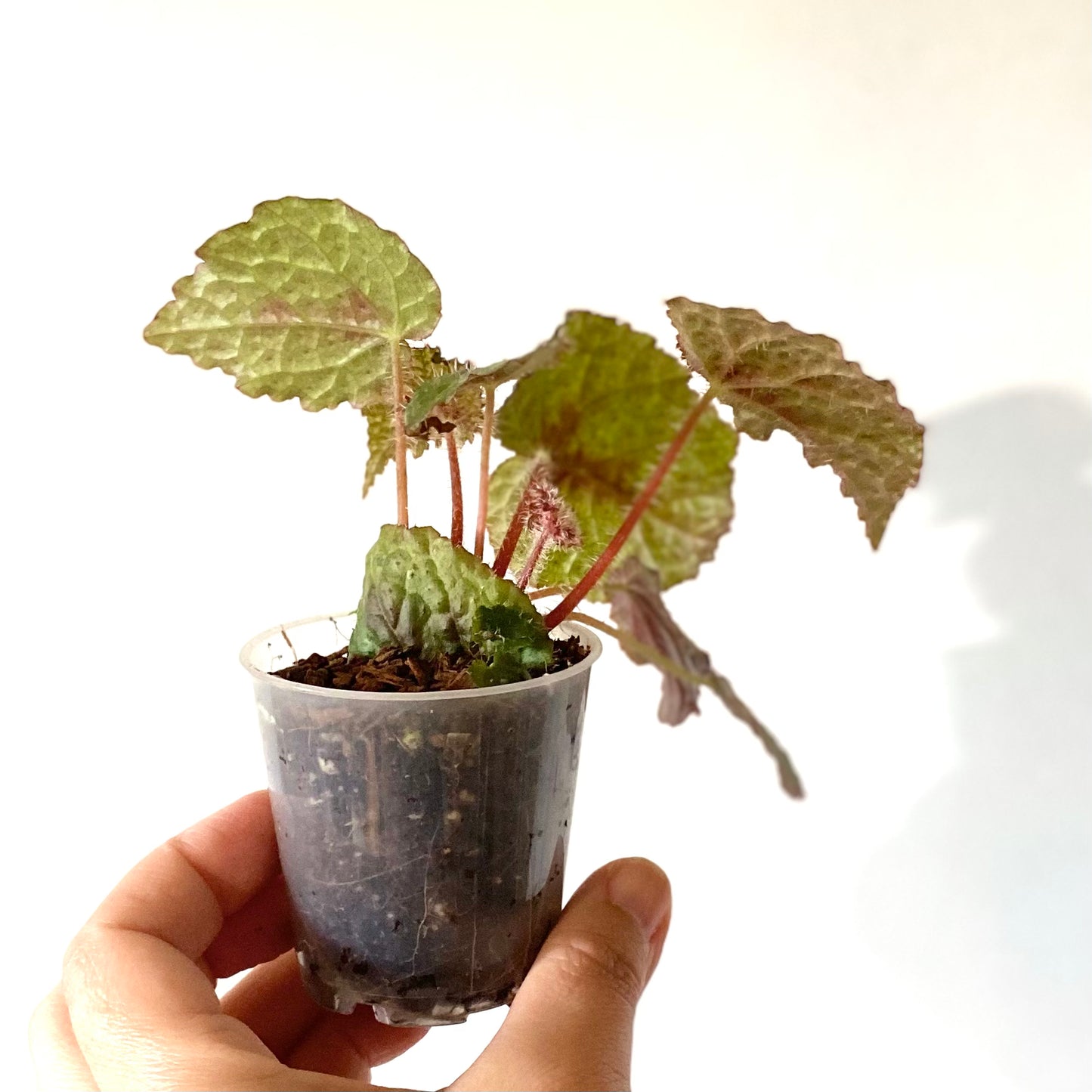 Begonia "Iron Cross"