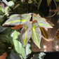 Begonia Listada