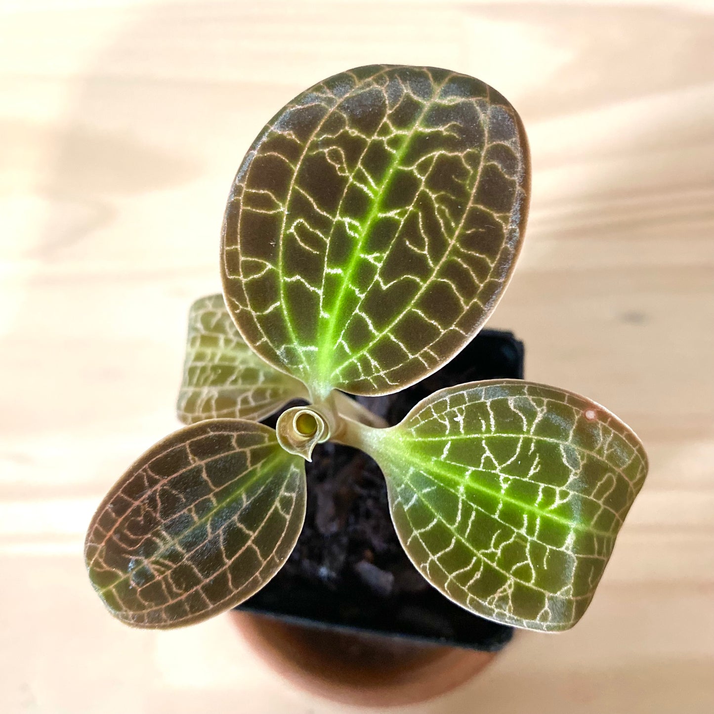 Dossinia Marmorata “Giant” - Jewel Orchids