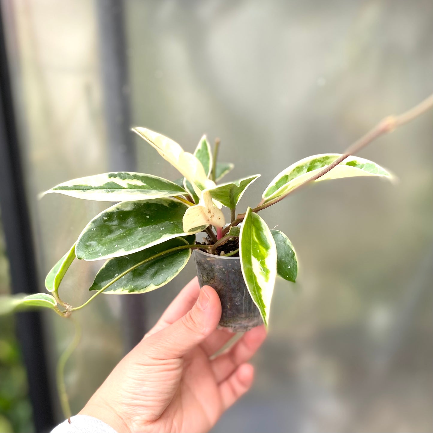 Hoya Krimson Queen (Hoya Carnosa Variegata Albomarginata)