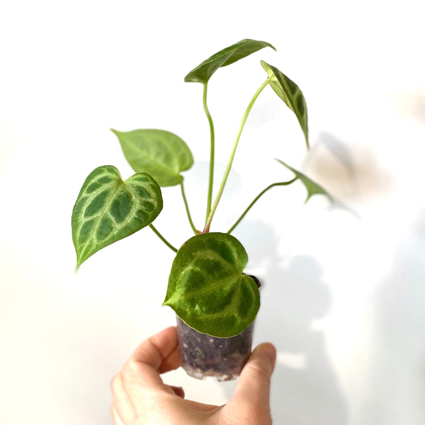 Anthurium Crystallinum x Magnificum