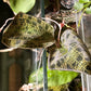 Macodes Petola - Jewel Orchids