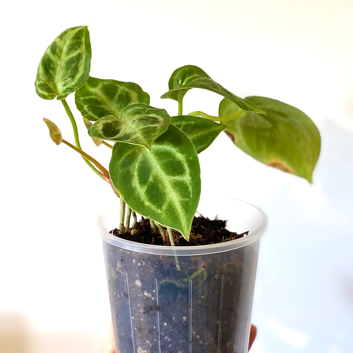 Anthurium Crystallinum x Magnificum
