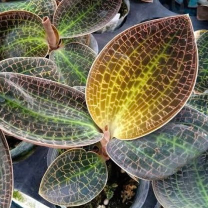 Dossinia Marmorata “Giant” - Jewel Orchids