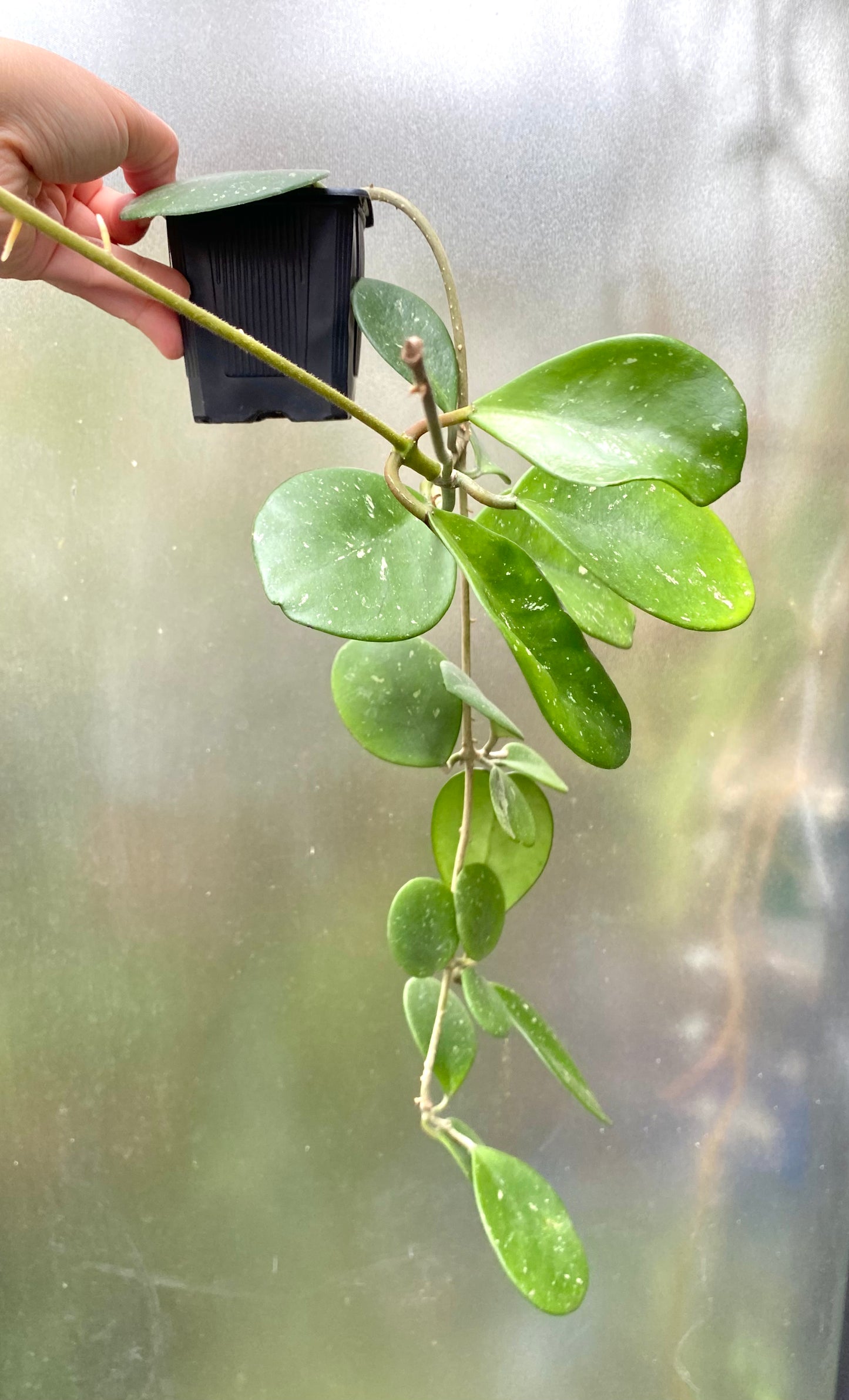 Hoya Obovata ‘Splashy’