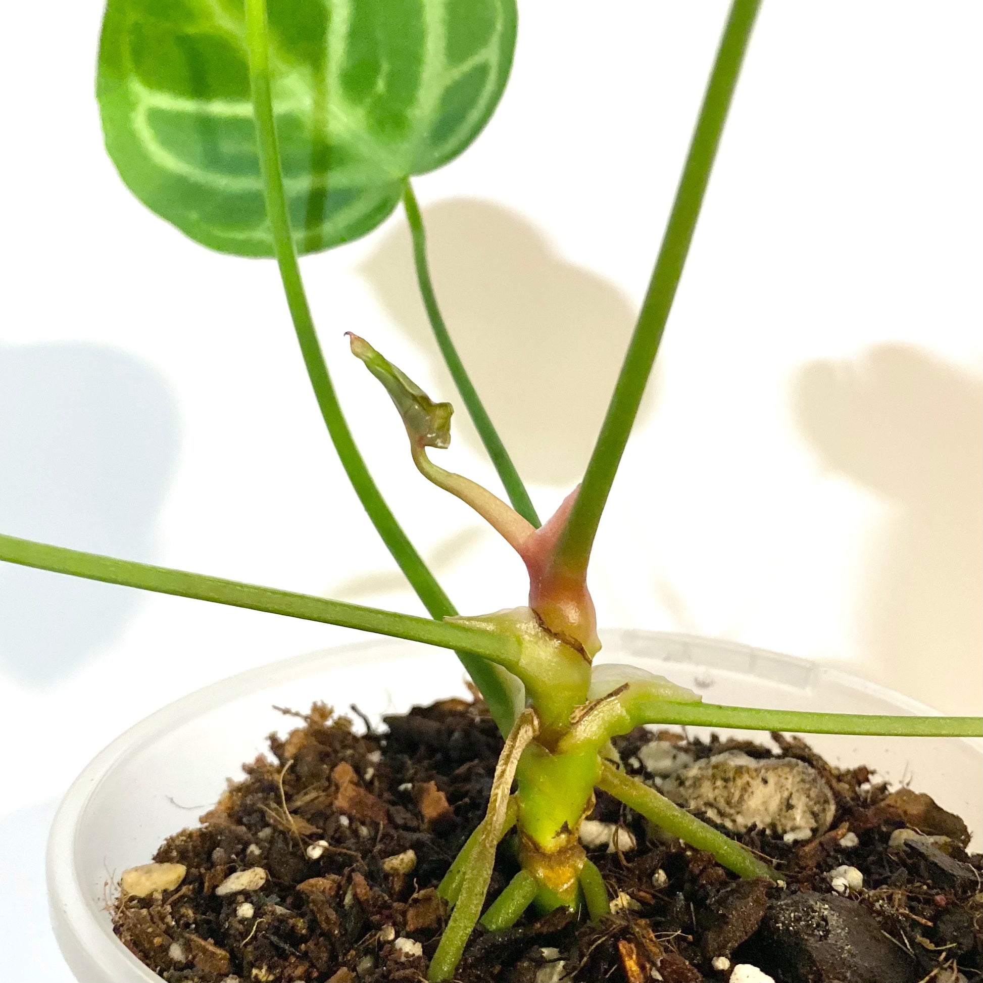 anthurium magnificum x crystallinum australia Anthurium Crystallinum x Magnificum – Itsyleaf