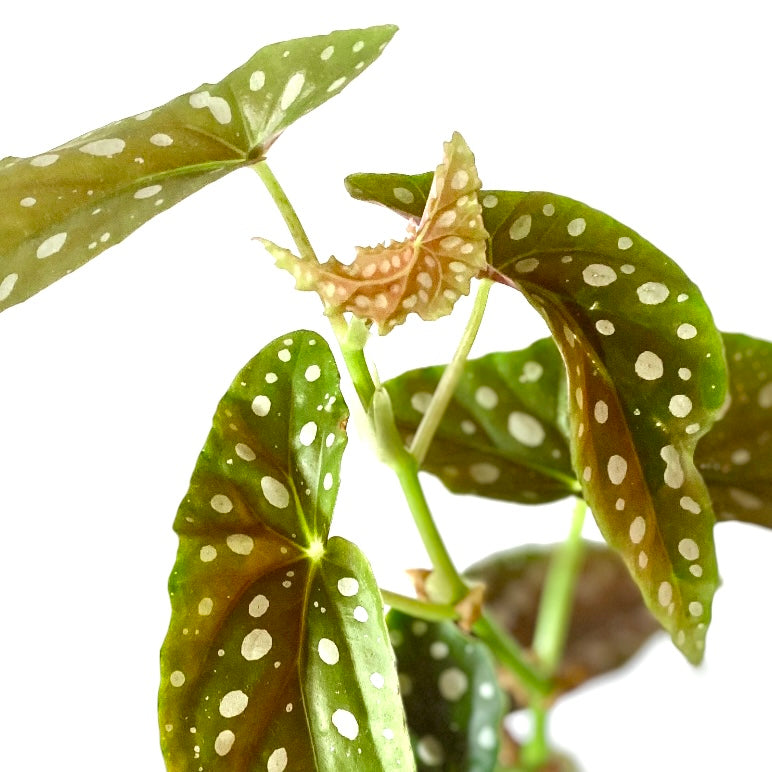 Begonia Maculata ‘Wightii’