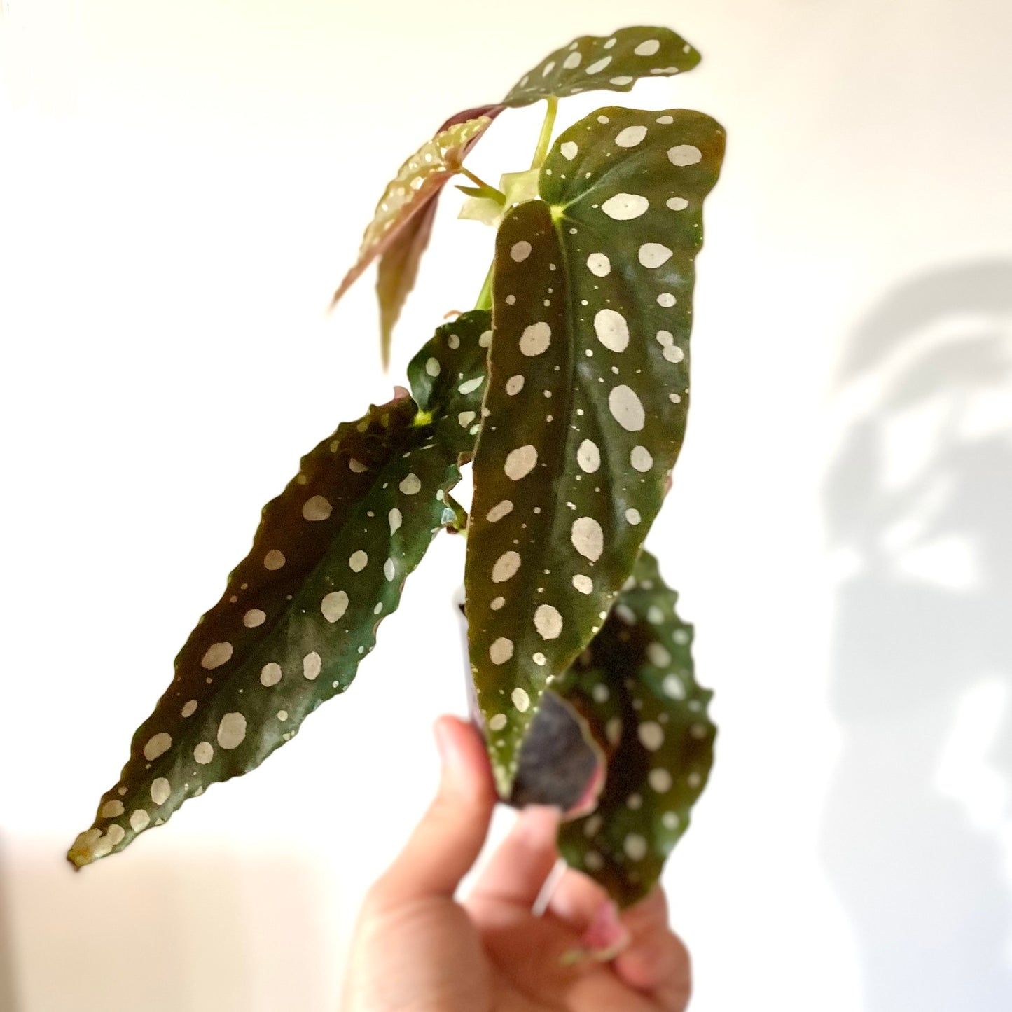 Begonia Maculata ‘Wightii’