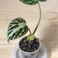 Begonia Imperialis