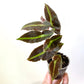 Begonia Listada