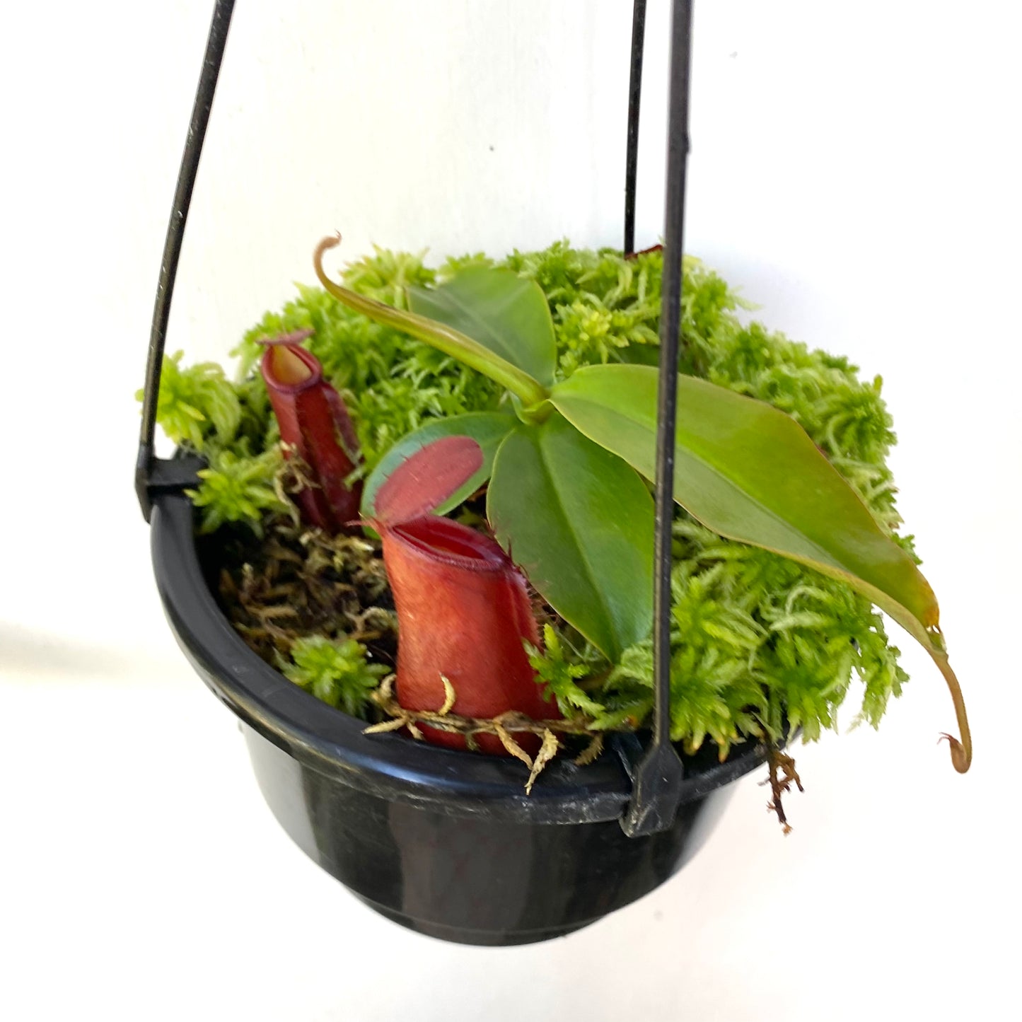Nepenthes “Diana”