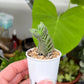 Crassula ‘Buddha’s Temple’