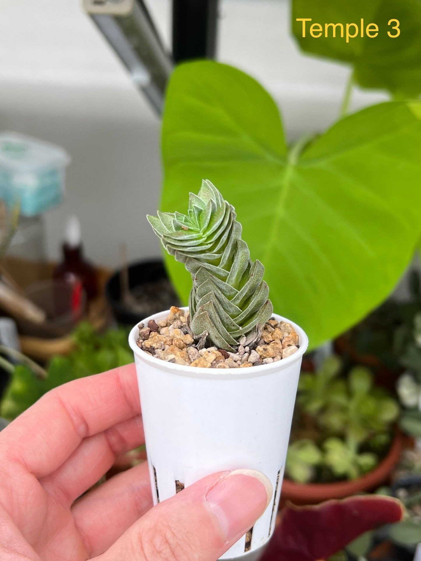 Crassula ‘Buddha’s Temple’