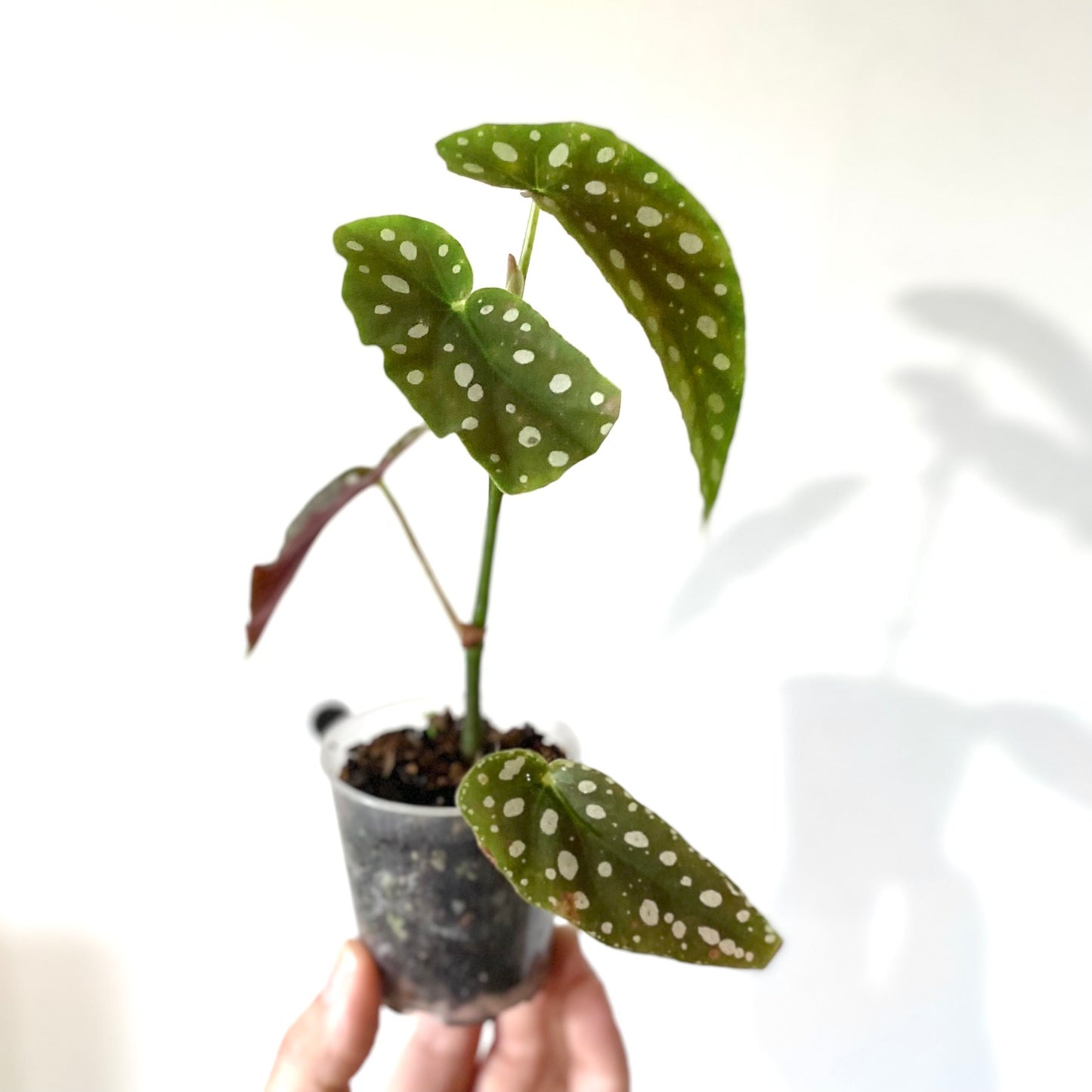 Begonia Maculata ‘Wightii’