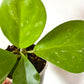 Hoya Kerrii