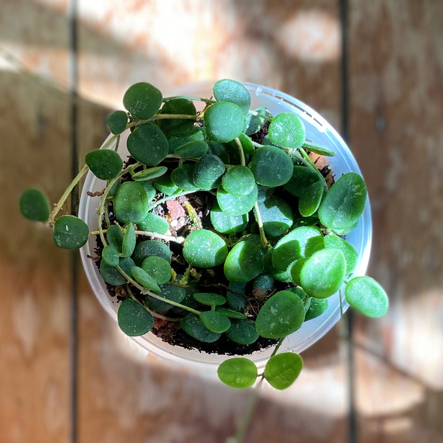 Hoya Serpens