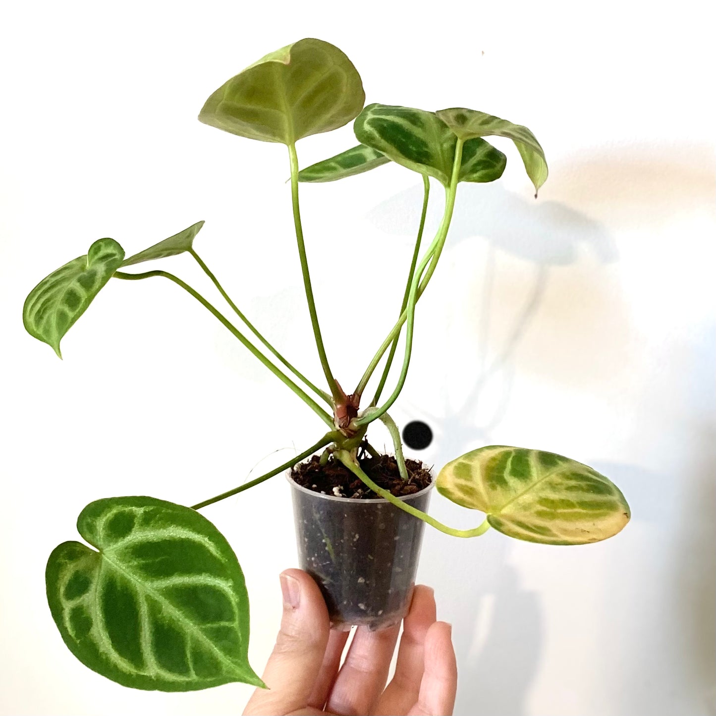 Anthurium Crystallinum x Magnificum