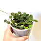 Hoya Serpens
