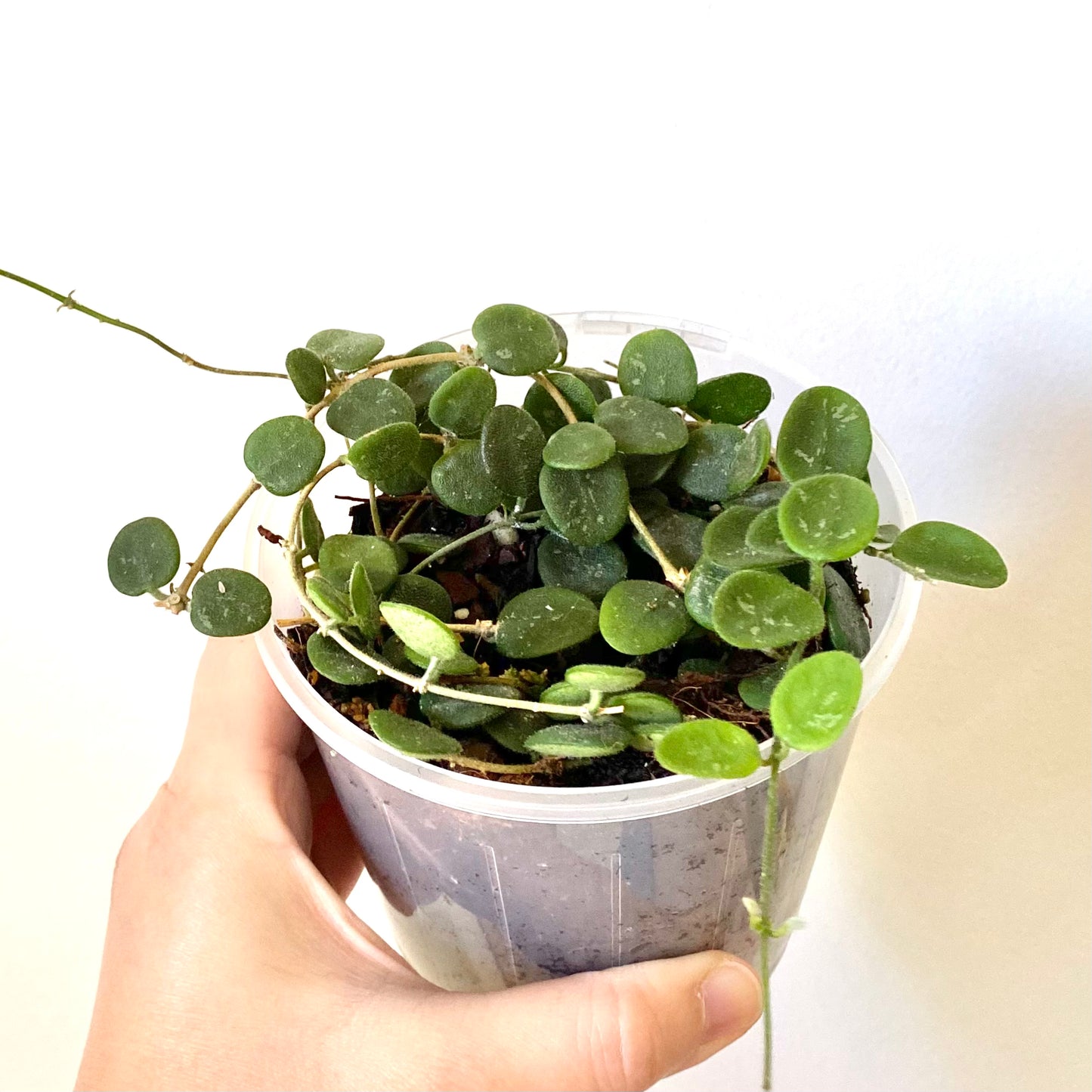 Hoya Serpens