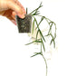 Hoya Linearis