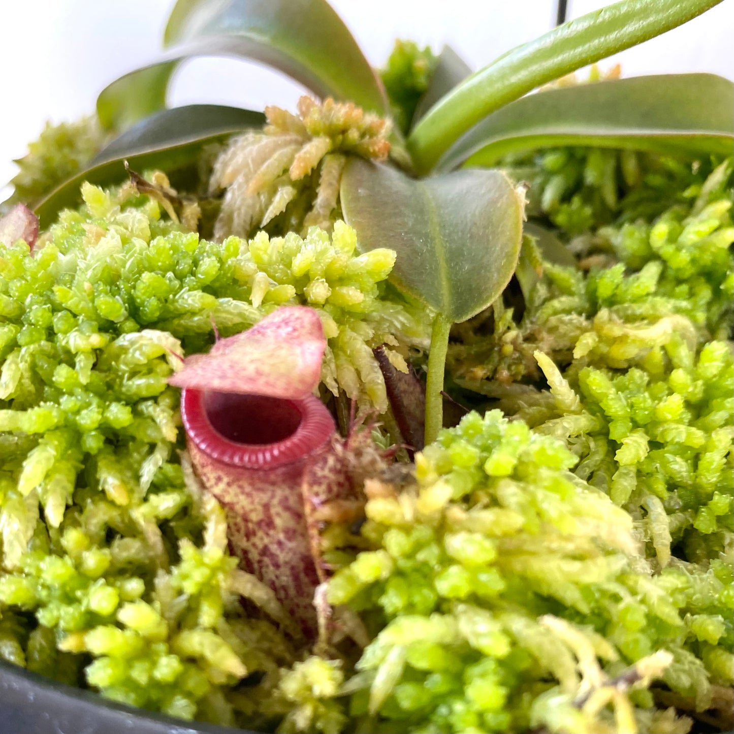 Nepenthes “Mimi’s Kiss”