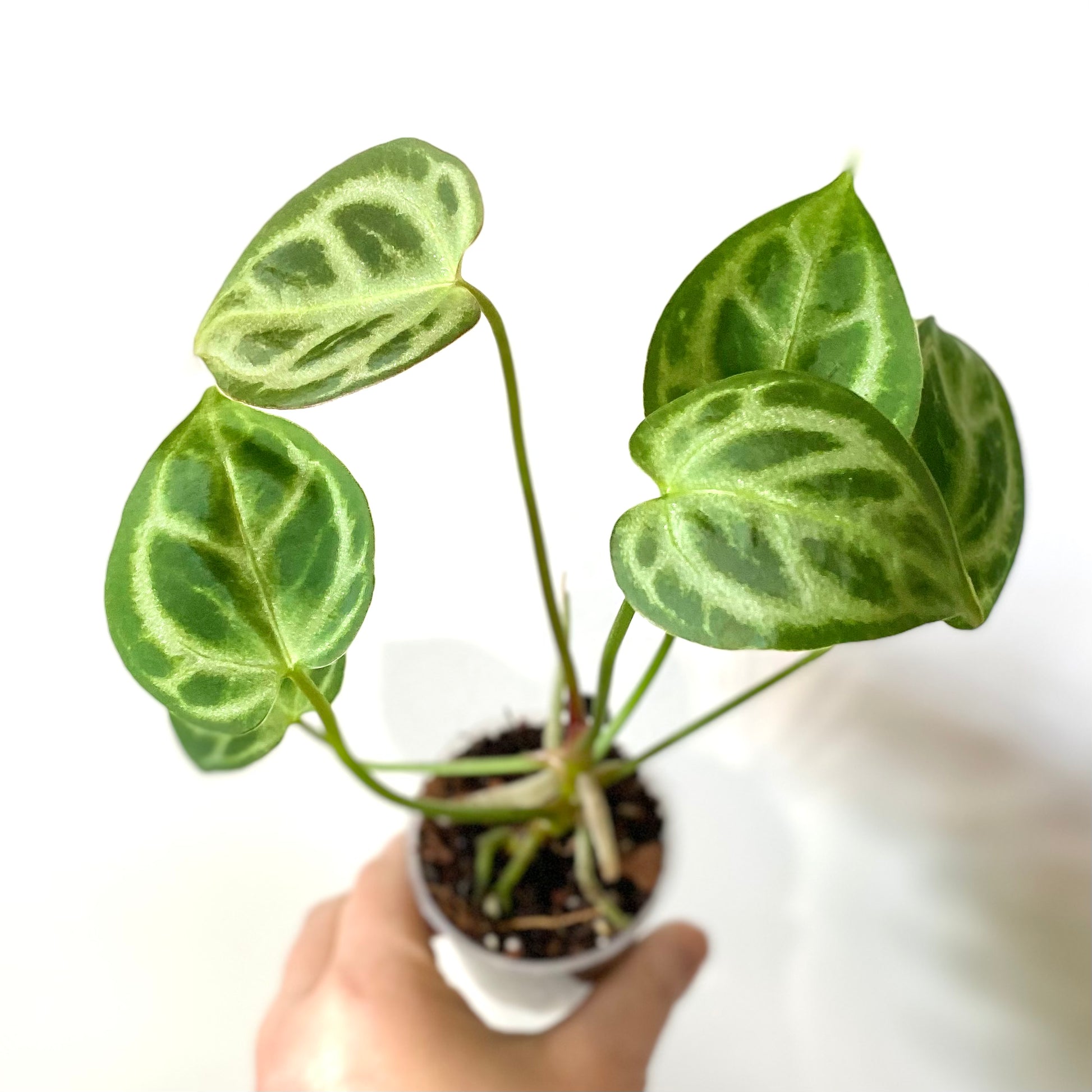 anthurium magnificum x crystallinum for sale Anthurium Crystallinum x Magnificum – Itsyleaf