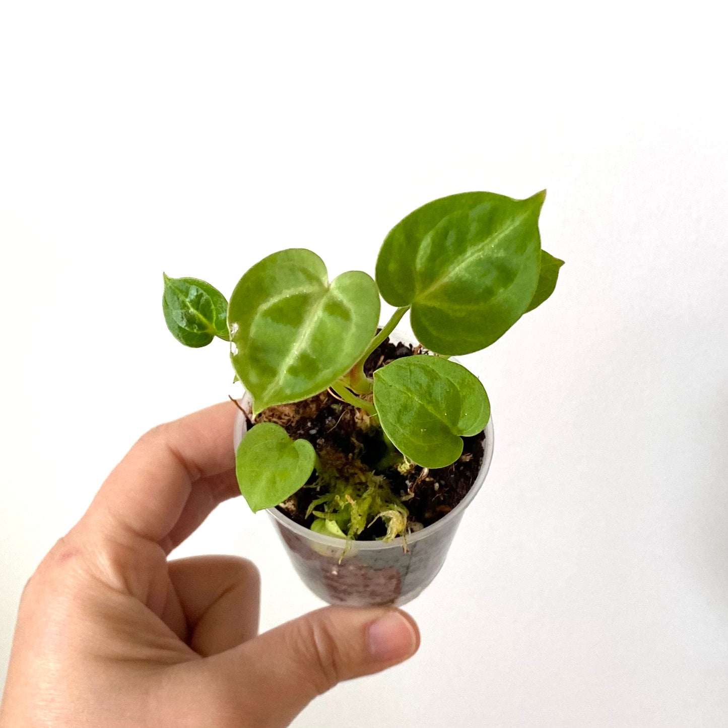 anthurium crystallinum baby Anthurium Crystallinum x (New stock!)