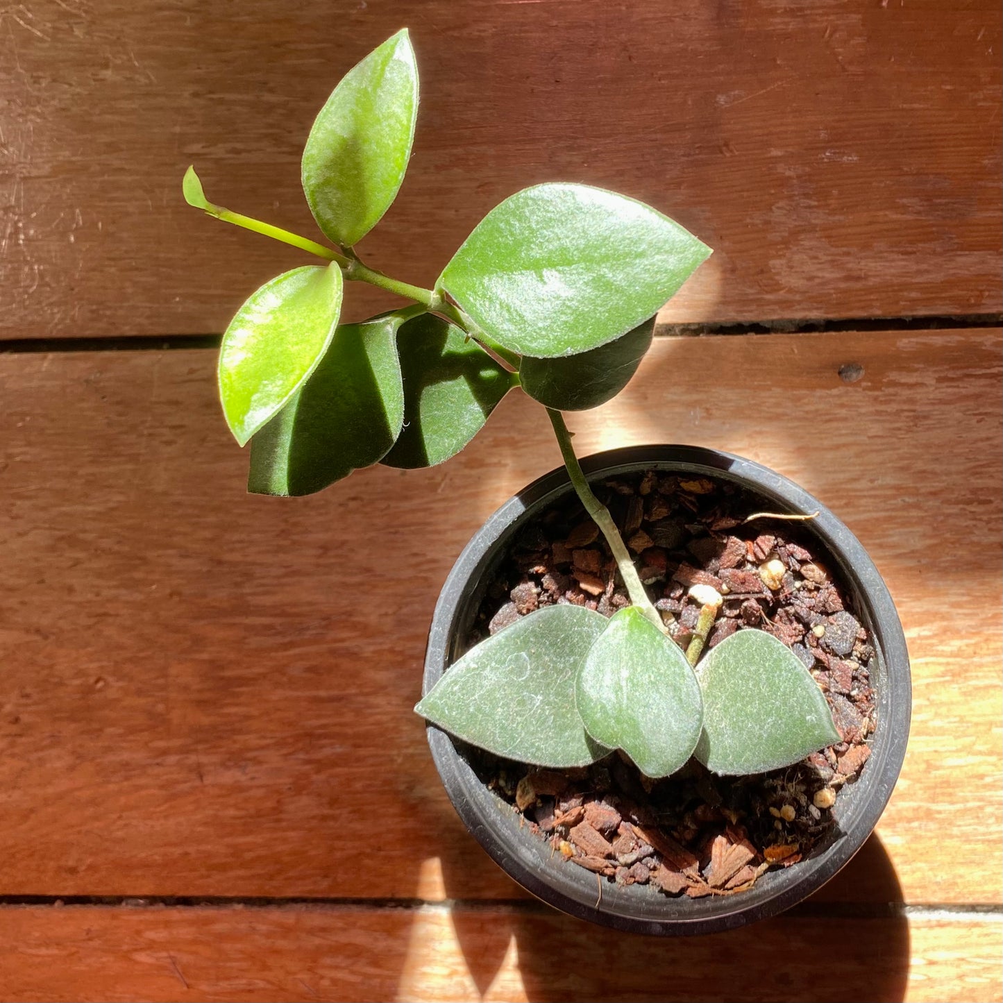 Hoya Nummularioides