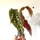 Begonia Maculata ‘Wightii’