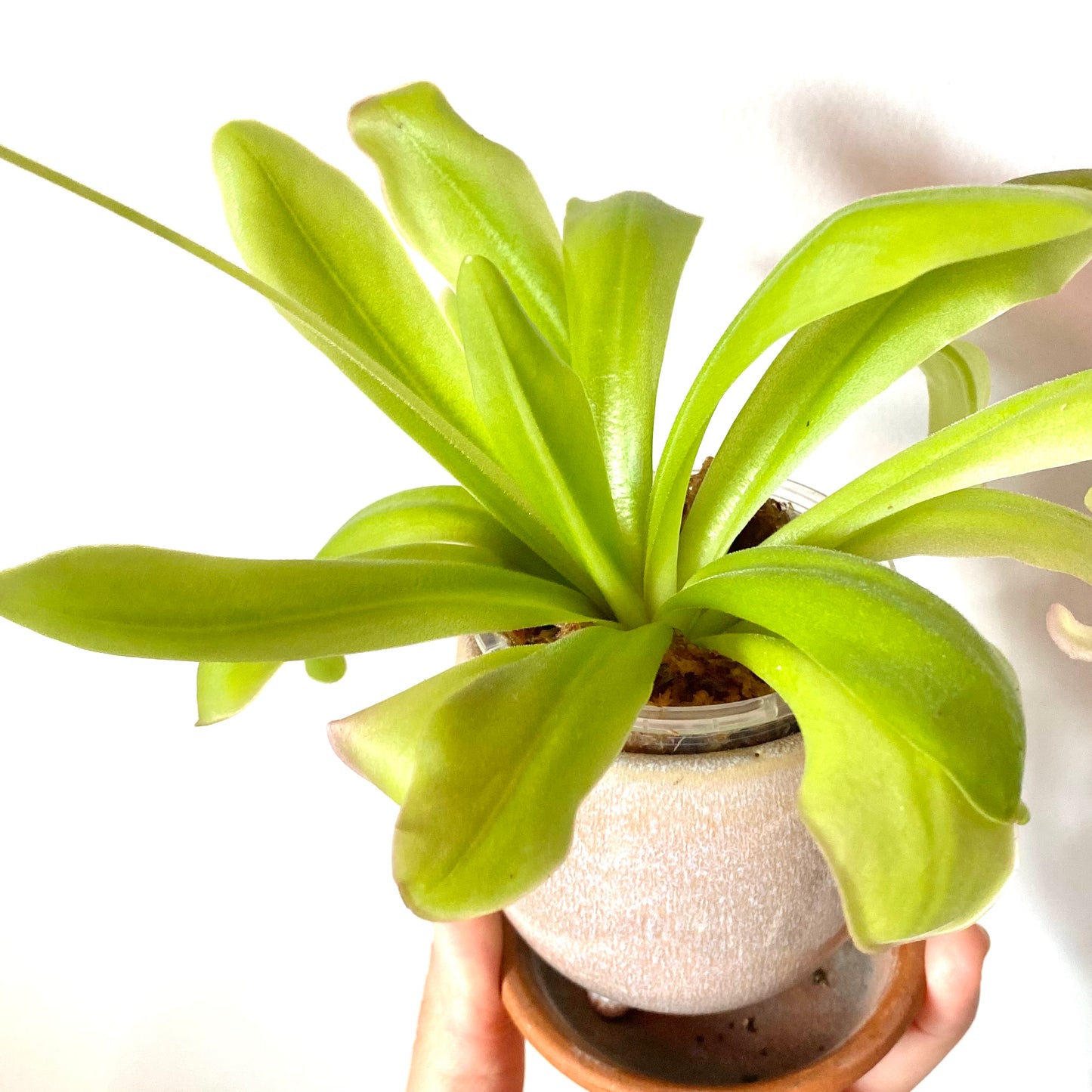 Butterwort - Pinguicula Gigantea x Laueana