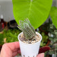Crassula ‘Buddha’s Temple’