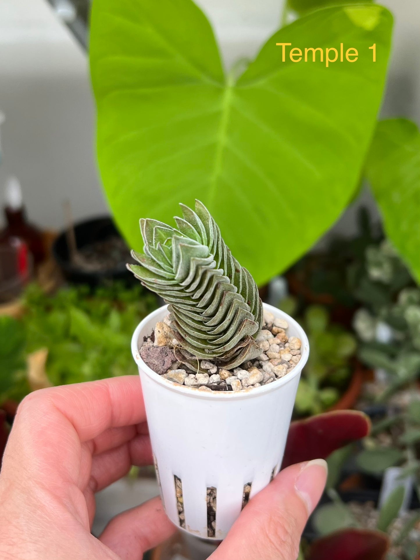 Crassula ‘Buddha’s Temple’