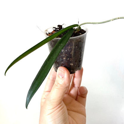 Hoya Shepherdii