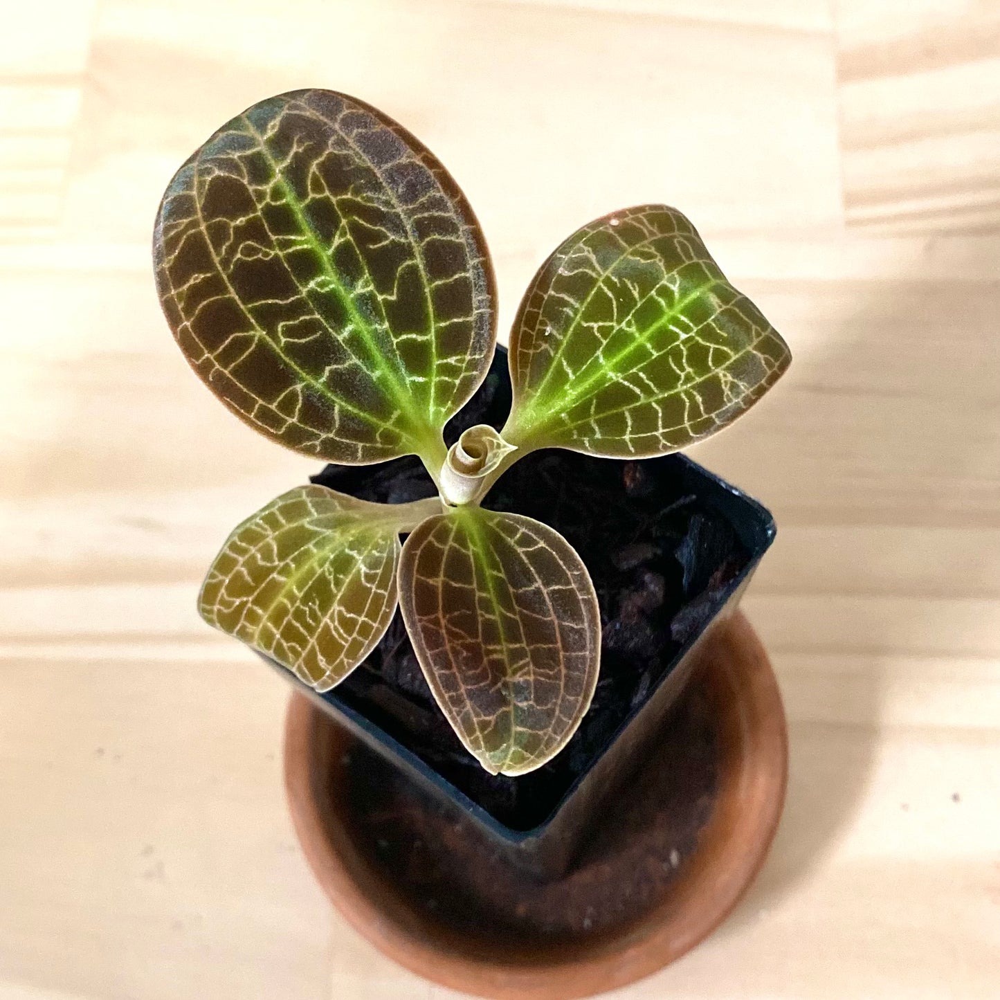 Dossinia Marmorata “Giant” - Jewel Orchids