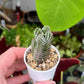 Crassula ‘Buddha’s Temple’