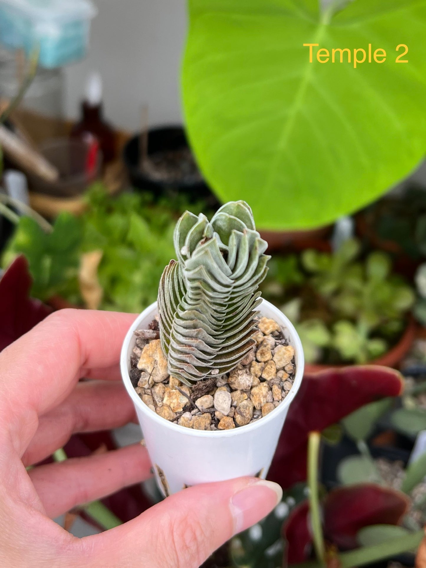 Crassula ‘Buddha’s Temple’