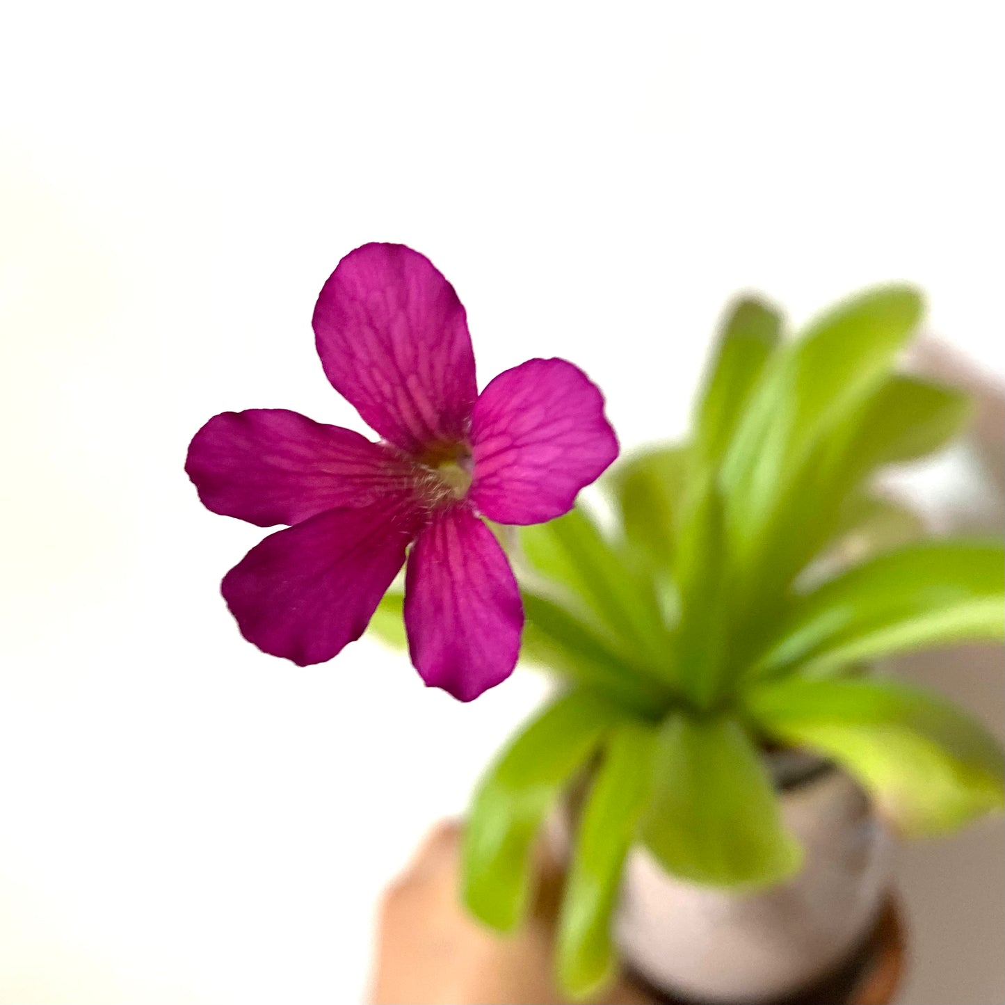 Butterwort - Pinguicula Gigantea x Laueana