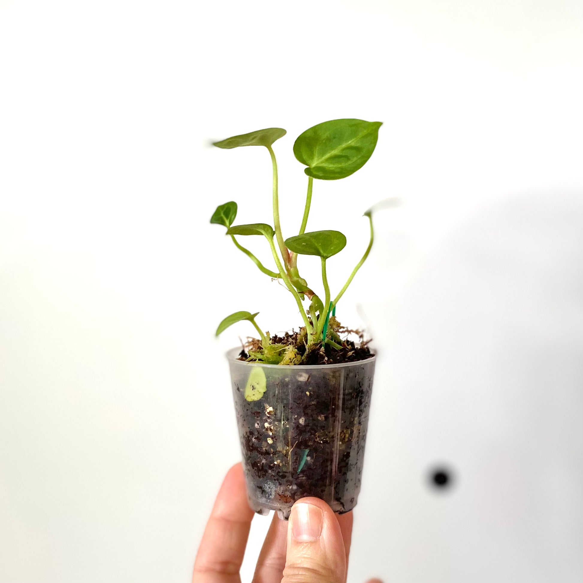 anthurium crystallinum baby Anthurium Crystallinum x (New stock!)