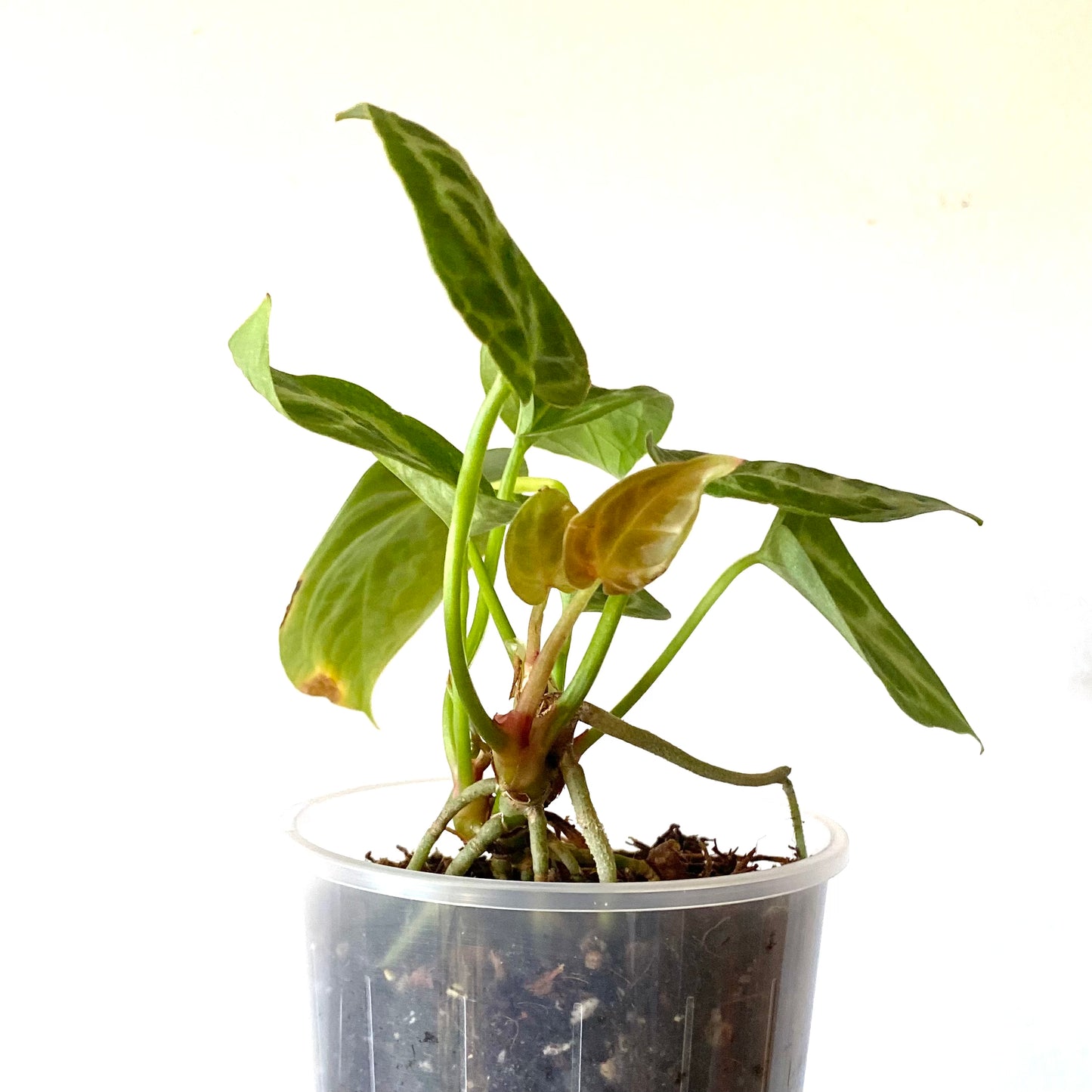 Anthurium Crystallinum x Magnificum