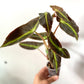 Begonia Listada