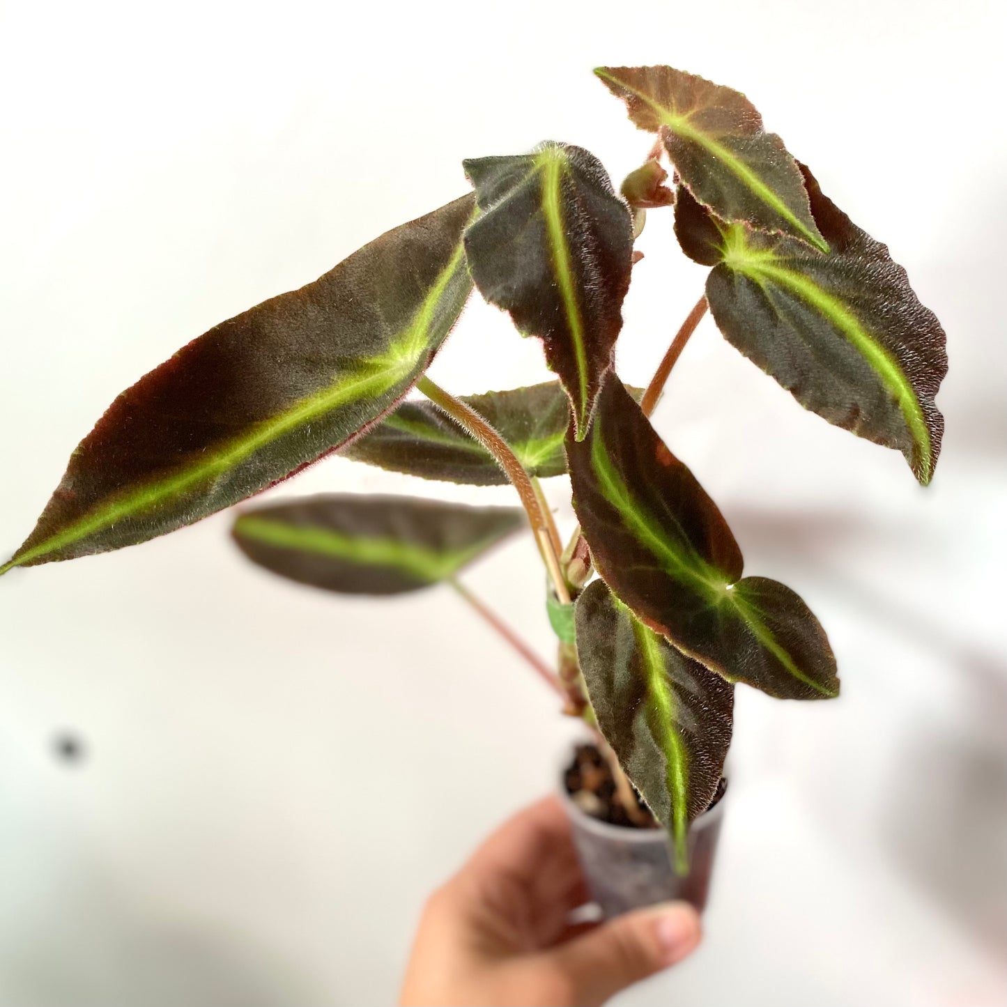 Begonia Listada