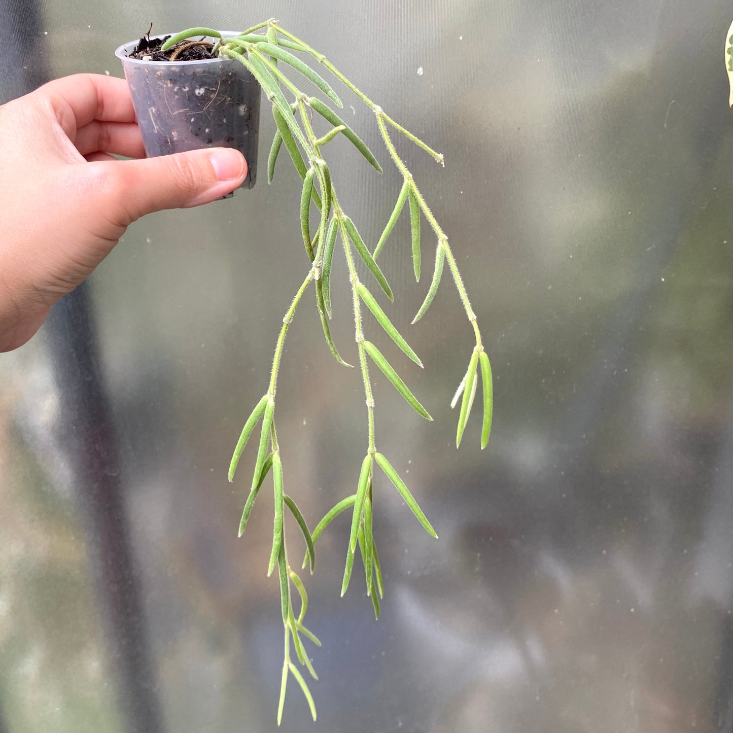 Hoya Linearis